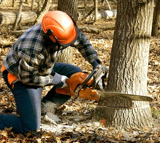 Tree Removal in Fayetteville, TN